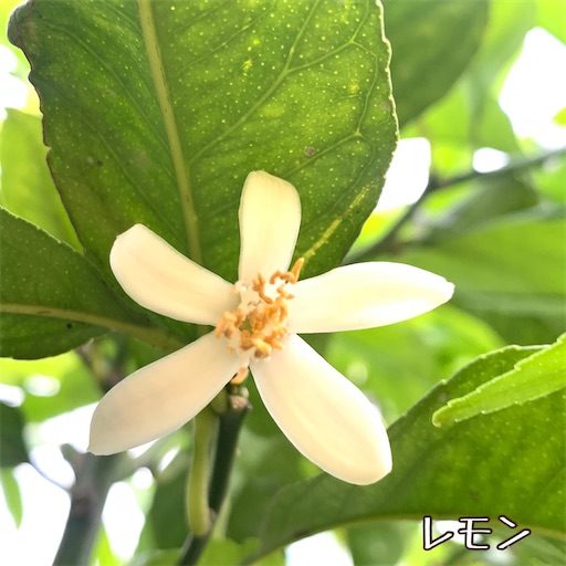 f:id:morinobanana:20220525152819j:image f:id:morinobanana:20220525152819j:image