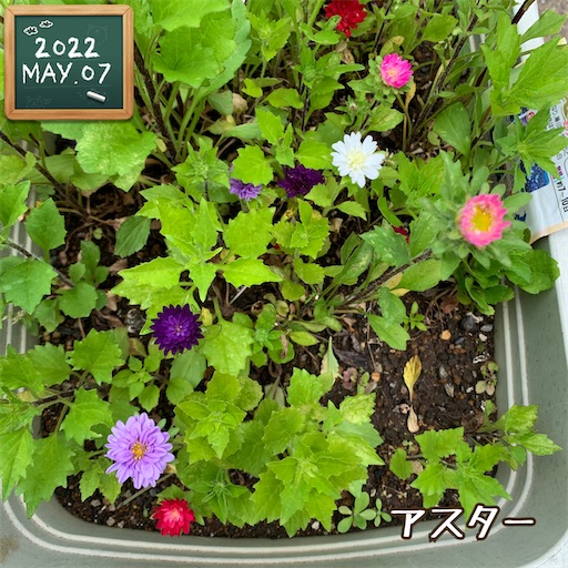 f:id:morinobanana:20220525160018j:image f:id:morinobanana:20220525160018j:image