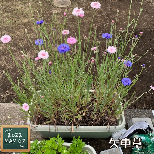 f:id:morinobanana:20220525160122j:image f:id:morinobanana:20220525160122j:image