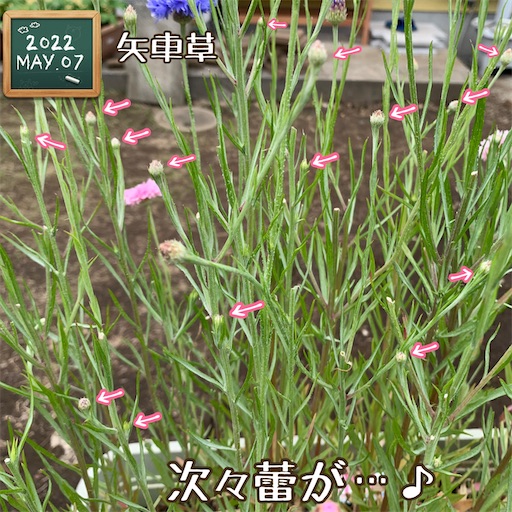f:id:morinobanana:20220525160126j:image f:id:morinobanana:20220525160126j:image