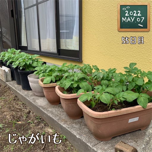 f:id:morinobanana:20220525161140j:image f:id:morinobanana:20220525161140j:image