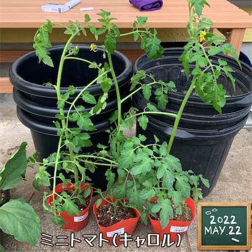 f:id:morinobanana:20220528150903j:image f:id:morinobanana:20220528150903j:image