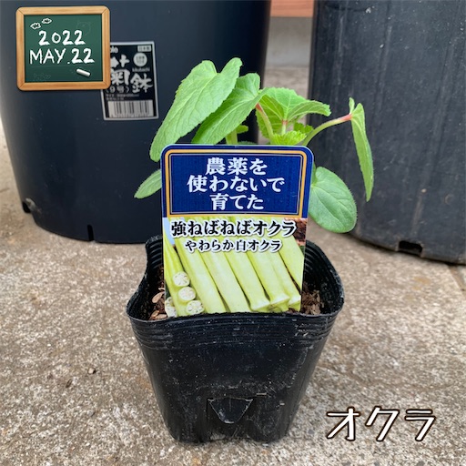 f:id:morinobanana:20220528151345j:image f:id:morinobanana:20220528151345j:image