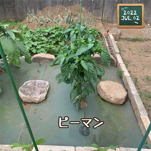 f:id:morinobanana:20220709150940j:image f:id:morinobanana:20220709150940j:image