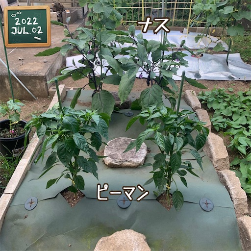 f:id:morinobanana:20220709150943j:image f:id:morinobanana:20220709150943j:image