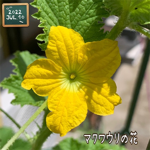 f:id:morinobanana:20220719205602j:image f:id:morinobanana:20220719205602j:image