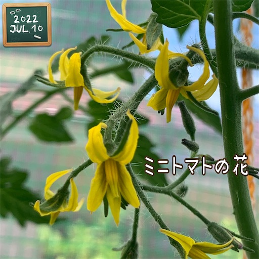f:id:morinobanana:20220719205605j:image f:id:morinobanana:20220719205605j:image