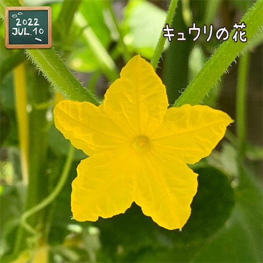 f:id:morinobanana:20220719205612j:image f:id:morinobanana:20220719205612j:image