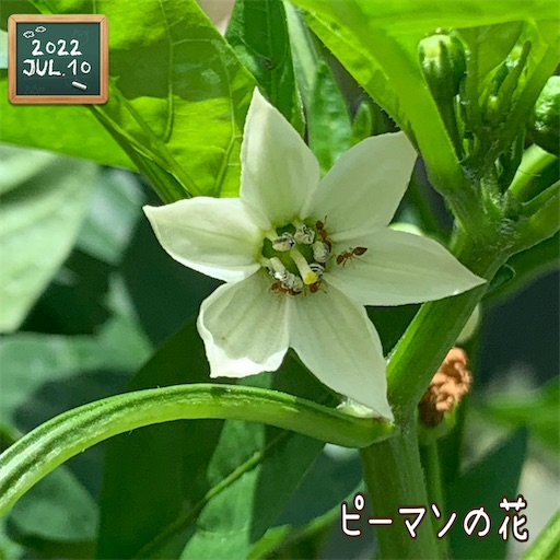 f:id:morinobanana:20220719205616j:image f:id:morinobanana:20220719205616j:image