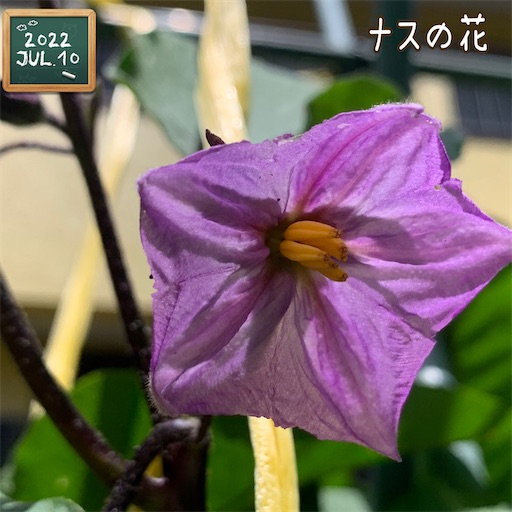 f:id:morinobanana:20220719205620j:image f:id:morinobanana:20220719205620j:image