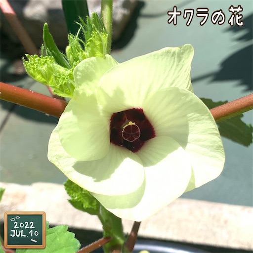 f:id:morinobanana:20220719205625j:image f:id:morinobanana:20220719205625j:image