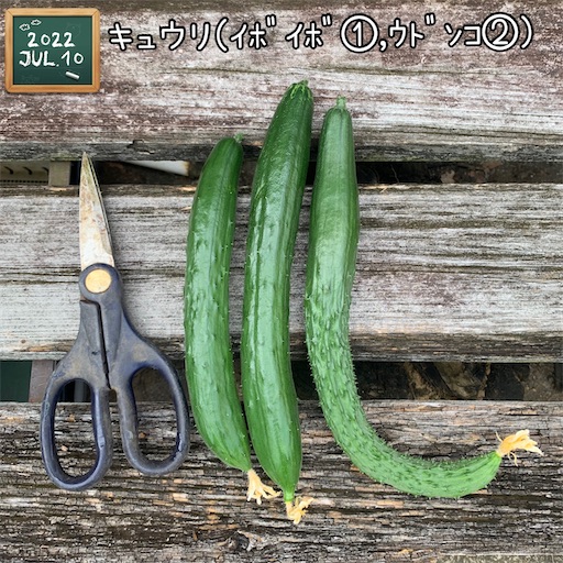 f:id:morinobanana:20220723120148j:image f:id:morinobanana:20220723120148j:image