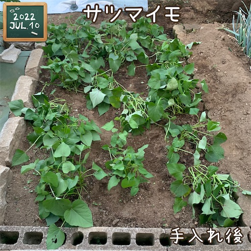 f:id:morinobanana:20220723125118j:image f:id:morinobanana:20220723125118j:image