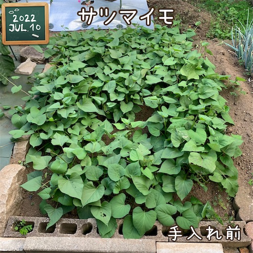 f:id:morinobanana:20220723125122j:image f:id:morinobanana:20220723125122j:image