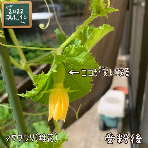 f:id:morinobanana:20220723125700j:image f:id:morinobanana:20220723125700j:image