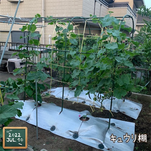 f:id:morinobanana:20220723132106j:image f:id:morinobanana:20220723132106j:image