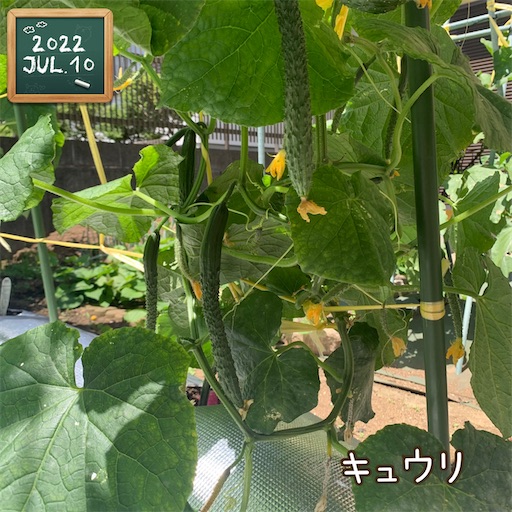 f:id:morinobanana:20220723132516j:image f:id:morinobanana:20220723132516j:image