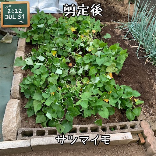 f:id:morinobanana:20220824103116j:image f:id:morinobanana:20220824103116j:image