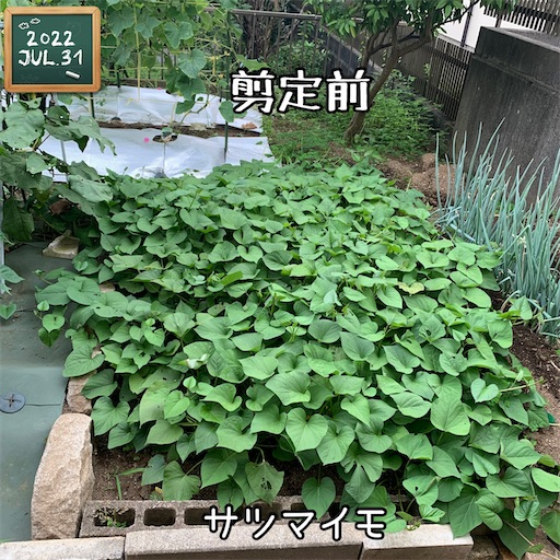 f:id:morinobanana:20220824103119j:image f:id:morinobanana:20220824103119j:image