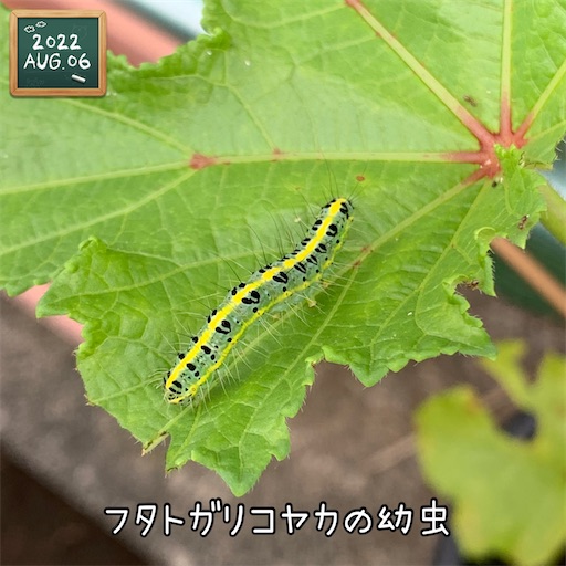f:id:morinobanana:20220824135321j:image f:id:morinobanana:20220824135321j:image
