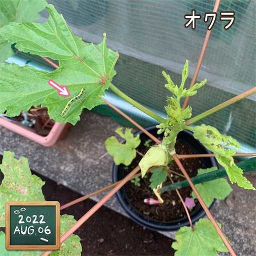f:id:morinobanana:20220824135324j:image f:id:morinobanana:20220824135324j:image