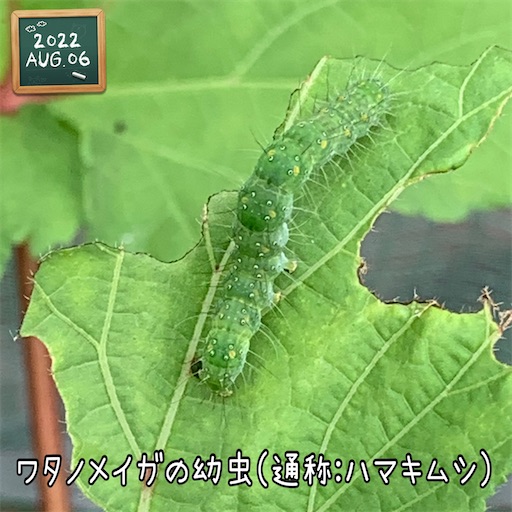 f:id:morinobanana:20220824135346j:image f:id:morinobanana:20220824135346j:image