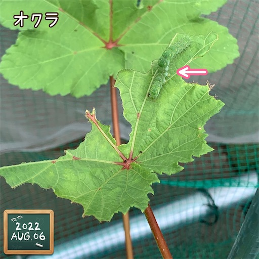 f:id:morinobanana:20220824135349j:image f:id:morinobanana:20220824135349j:image
