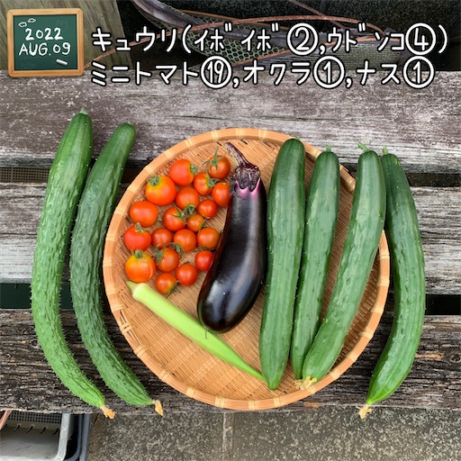 森バナ農園2022 vol.24『収穫とマクワウリの様子(8/8-14)』 - 森