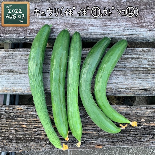 バナナ　7月　8月　収穫予定 maxresdefault.jpg?sqp=-