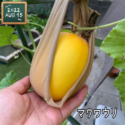 f:id:morinobanana:20220827215230j:image f:id:morinobanana:20220827215230j:image