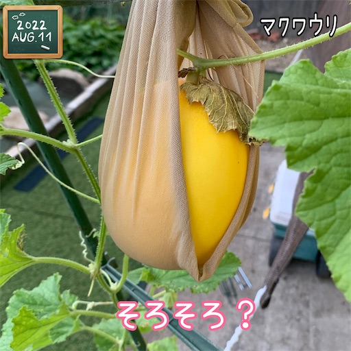 f:id:morinobanana:20220827215401j:image f:id:morinobanana:20220827215401j:image