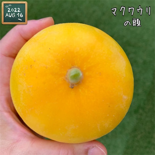f:id:morinobanana:20220827224931j:image f:id:morinobanana:20220827224931j:image