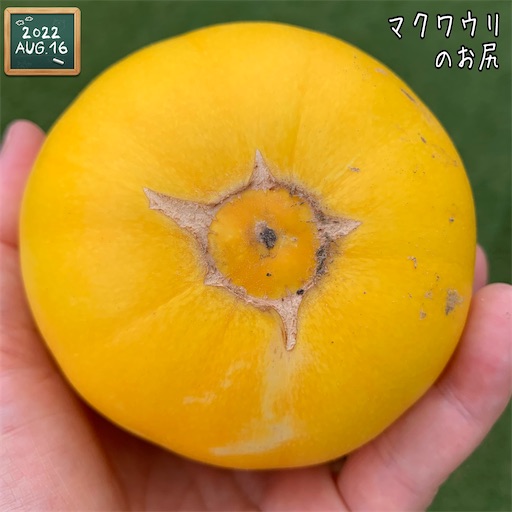 f:id:morinobanana:20220827224934j:image f:id:morinobanana:20220827224934j:image