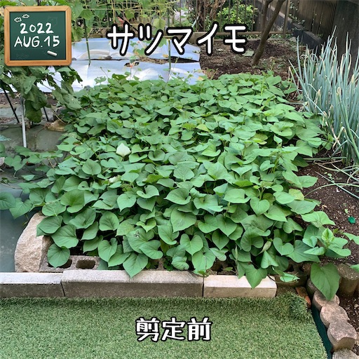 f:id:morinobanana:20220904104951j:image f:id:morinobanana:20220904104951j:image