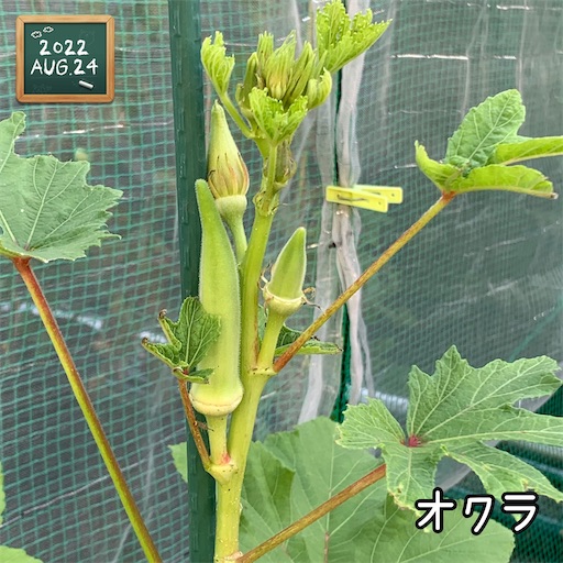 f:id:morinobanana:20220906130647j:image f:id:morinobanana:20220906130647j:image