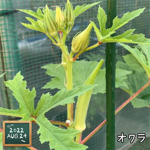f:id:morinobanana:20220906130650j:image f:id:morinobanana:20220906130650j:image