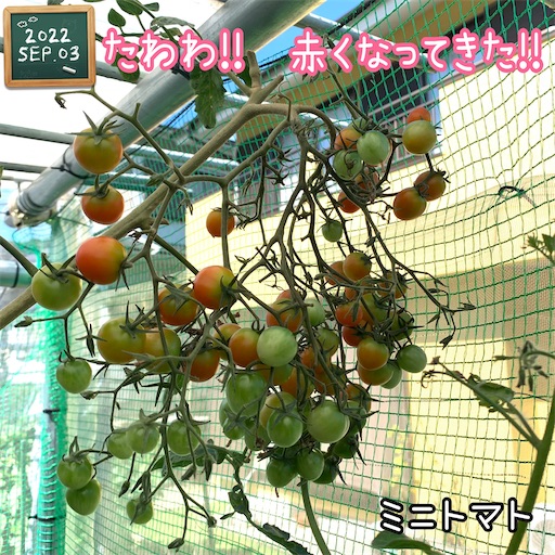 f:id:morinobanana:20220907193437j:image f:id:morinobanana:20220907193437j:image