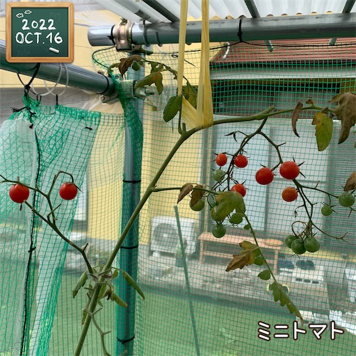 f:id:morinobanana:20221029210244j:image f:id:morinobanana:20221029210244j:image