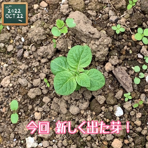 f:id:morinobanana:20221112112825j:image f:id:morinobanana:20221112112825j:image