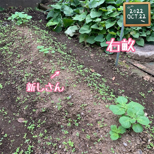f:id:morinobanana:20221112112828j:image f:id:morinobanana:20221112112828j:image