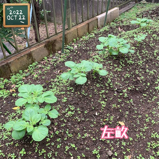 f:id:morinobanana:20221112112909j:image f:id:morinobanana:20221112112909j:image