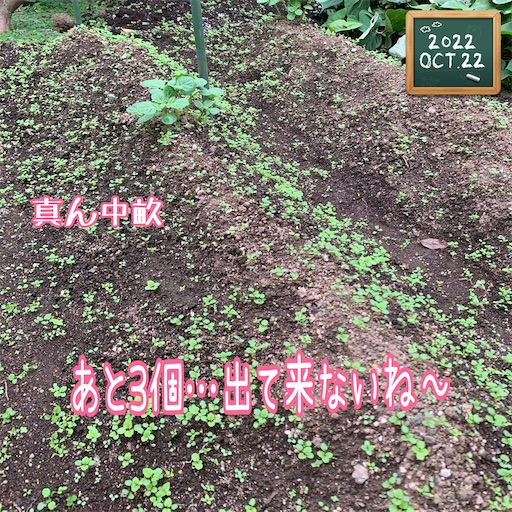 f:id:morinobanana:20221112112912j:image f:id:morinobanana:20221112112912j:image