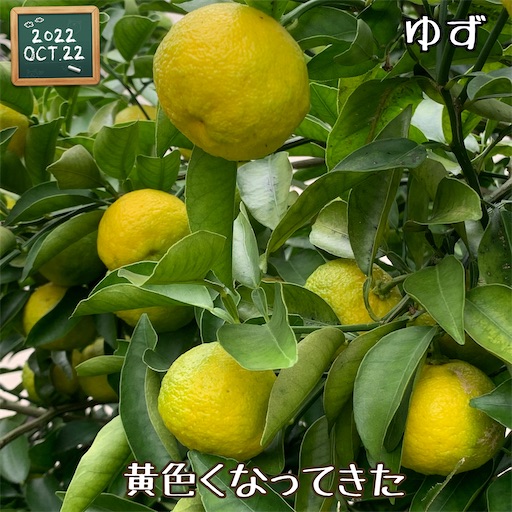 f:id:morinobanana:20221112113458j:image f:id:morinobanana:20221112113458j:image