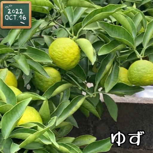 f:id:morinobanana:20221112113501j:image f:id:morinobanana:20221112113501j:image
