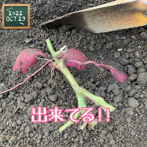 f:id:morinobanana:20221120144314j:image f:id:morinobanana:20221120144314j:image