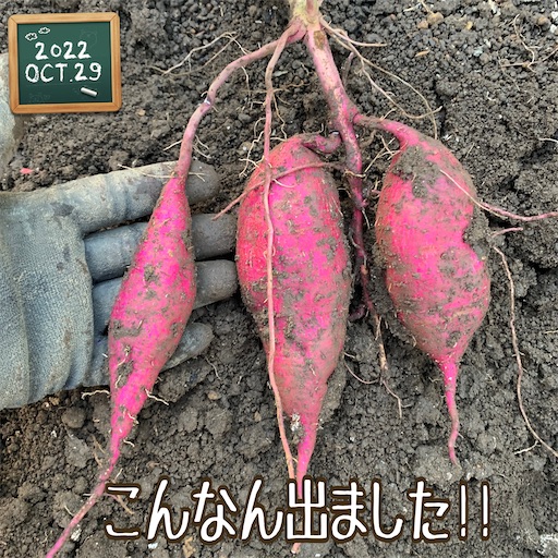 f:id:morinobanana:20221120144318j:image f:id:morinobanana:20221120144318j:image
