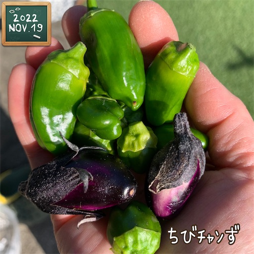 f:id:morinobanana:20221126151411j:image f:id:morinobanana:20221126151411j:image