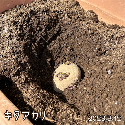 f:id:morinobanana:20230419161953j:image f:id:morinobanana:20230419161953j:image