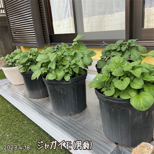 f:id:morinobanana:20230419163203j:image f:id:morinobanana:20230419163203j:image