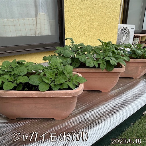 f:id:morinobanana:20230419163206j:image f:id:morinobanana:20230419163206j:image